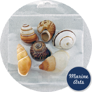 8704-P8 - Craft Pack - Landsnails - Assorted